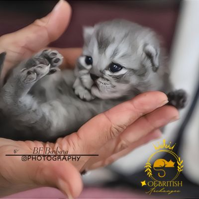 Vinci,Velours, Violine, Voltaire et Tibbie