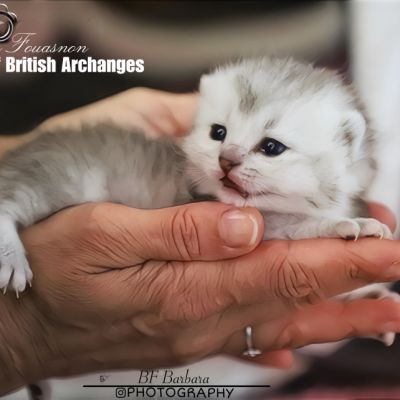 Vinci,Velours, Violine, Voltaire et Tibbie