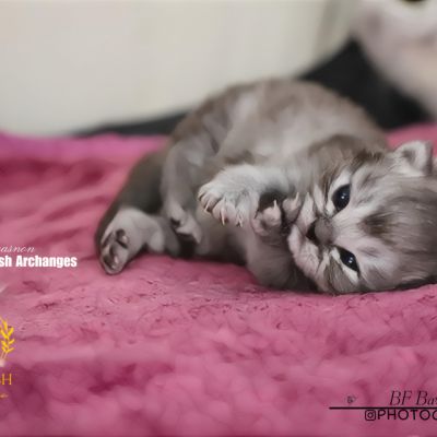 Vinci,Velours, Violine, Voltaire et Tibbie