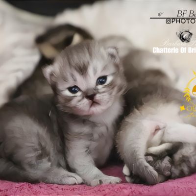 Vinci,Velours, Violine, Voltaire et Tibbie