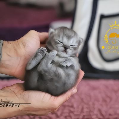 Vinci,Velours, Violine, Voltaire et Tibbie