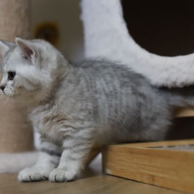 Vinci,Velours, Violine, Voltaire et Tibbie