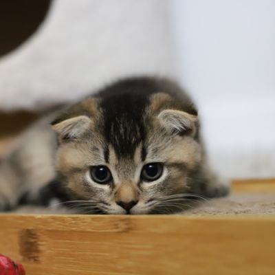 Vinci,Velours, Violine, Voltaire et Tibbie