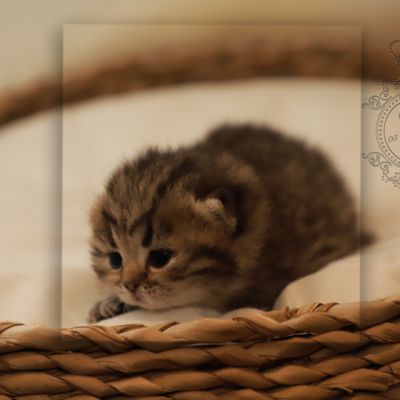 Simba Of British Archanges