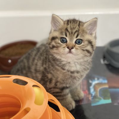 Simba Of British Archanges