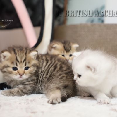 S........ Of British Archanges