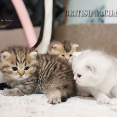 S........ Of British Archanges