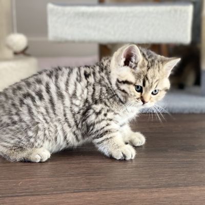 Simba Of British Archanges