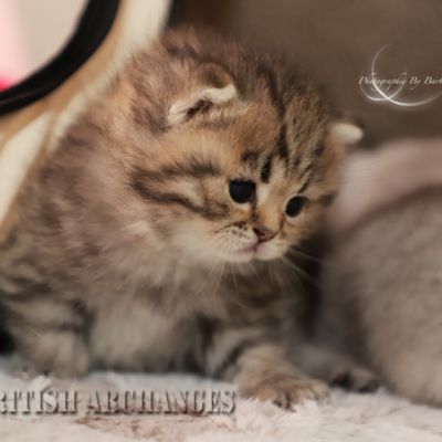 S........ Of British Archanges