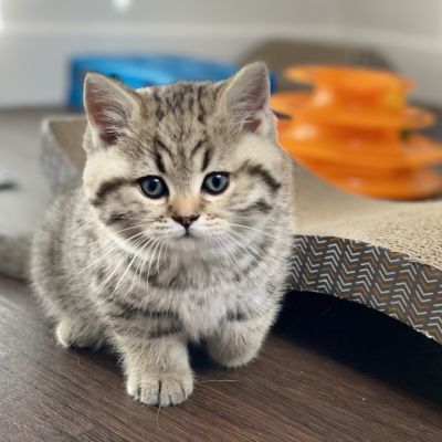 Simba Of British Archanges