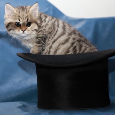 Simba Of British Archanges