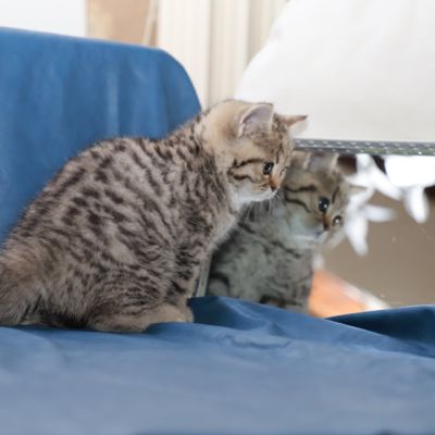 Simba Of British Archanges