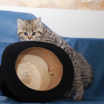 Simba Of British Archanges