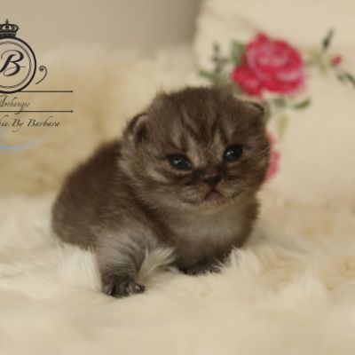 Powoh of British Archanges