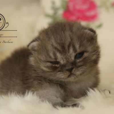 Powoh of British Archanges