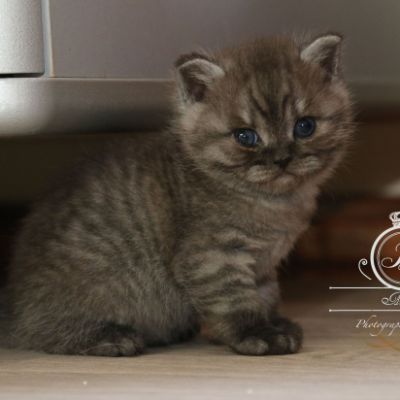 Powoh of British Archanges