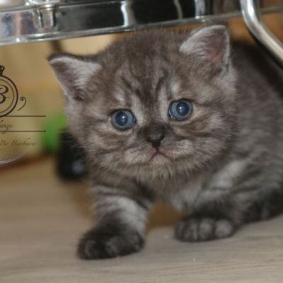 Powoh of British Archanges