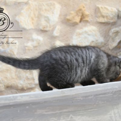 Powoh of British Archanges