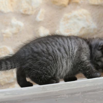 Powoh of British Archanges