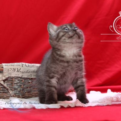 Powoh of British Archanges