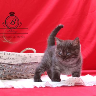 Powoh of British Archanges