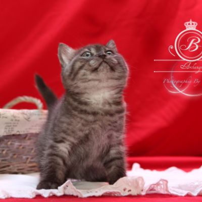 Powoh of British Archanges