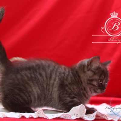 Powoh of British Archanges