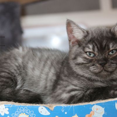 Powoh of British Archanges