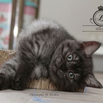 Powoh of British Archanges