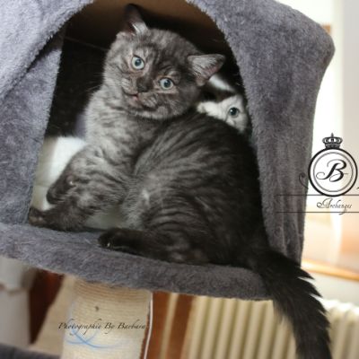 Powoh of British Archanges