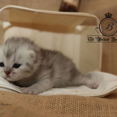 Roméo Of British Archanges