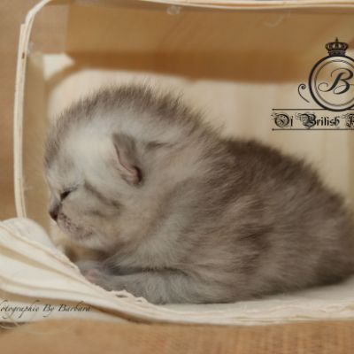 Roméo Of British Archanges