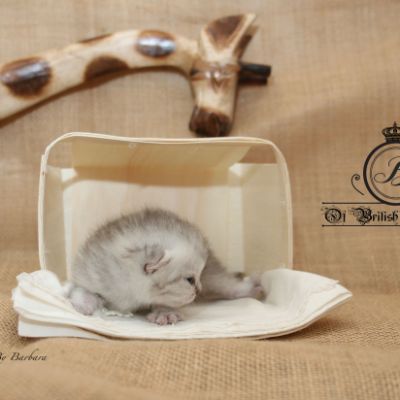 Roméo Of British Archanges