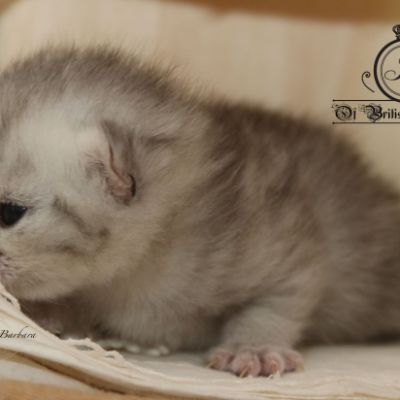 Roméo Of British Archanges