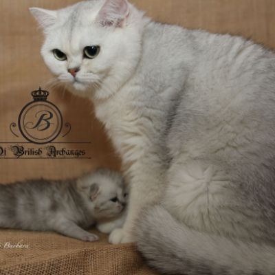 Roméo Of British Archanges