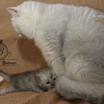 Roméo Of British Archanges