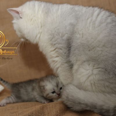 Roméo Of British Archanges