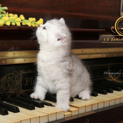 Roméo Of British Archanges