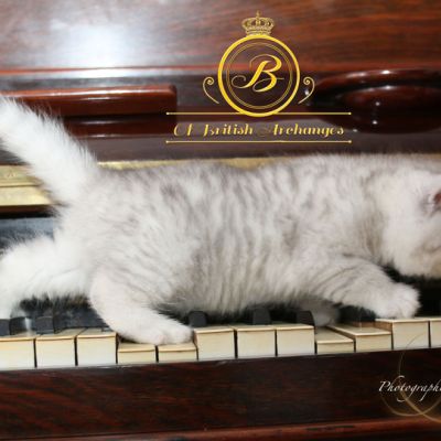 Roméo Of British Archanges