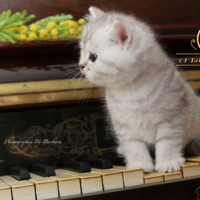 Roméo Of British Archanges