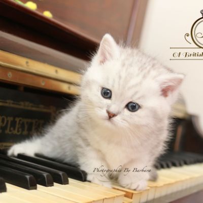 Roméo Of British Archanges