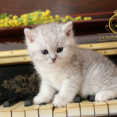 Roméo Of British Archanges