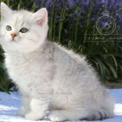 Roméo Of British Archanges