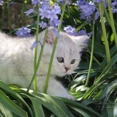 Roméo Of British Archanges