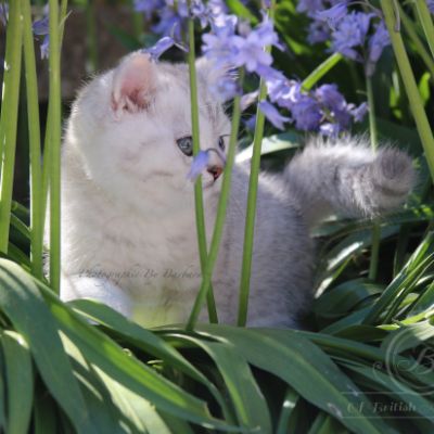 Roméo Of British Archanges