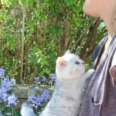 Roméo Of British Archanges