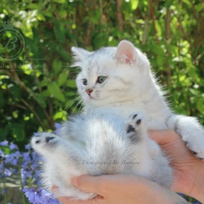 Roméo Of British Archanges