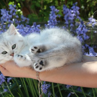 Roméo Of British Archanges