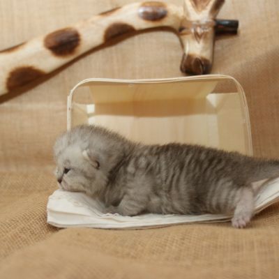 Réglisse Of British Archanges