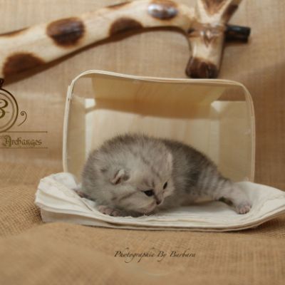 Réglisse Of British Archanges